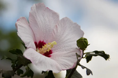 A mugunghwa, flor da Coreia do Sul