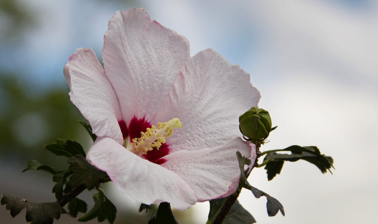 A mugunghwa, flor da Coreia do Sul